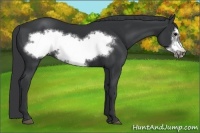 Horse Color:Black Frame