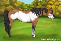 Horse Color:Bay Roan Frame