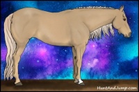 Horse Color:Palomino Roan 
