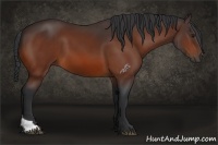 Horse Color:Bay Tobiano 