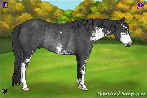 Horse Color:Black Sabino Rabicano