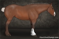 Horse Color:Silver Bay Roan 