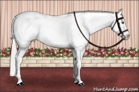 Horse Color:White Spotted Liver Red Dun Appaloosa 