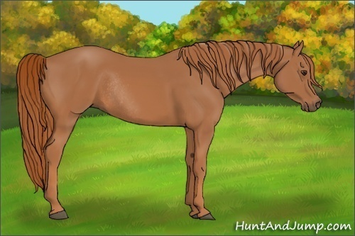Horse Color:Chestnut Rabicano 