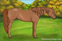 Horse Color:Chestnut Rabicano