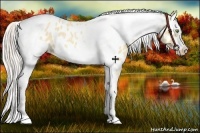 Horse Color:Silver Amber Champagne Roan Dun Splash Tobiano Frame Near Leopard Rabicano