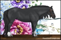 Horse Color:Black and Black