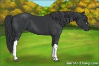 Horse Color:Black 