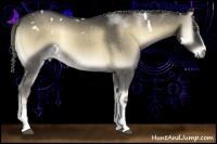 Horse Color:White Spotted Chocolate Palomino Onyx 