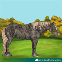 Horse Color:Perlino Ice 
