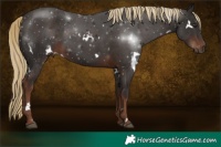Horse Color:White Spotted Liver Chestnut 