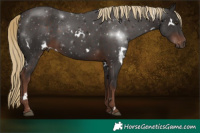 Horse Color:White Spotted Liver Chestnut 