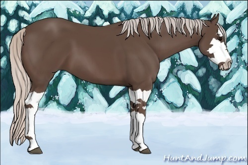 Horse Color:Silver Black Splash