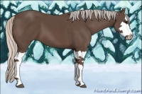 Horse Color:Silver Black Splash