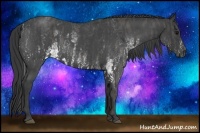 Horse Color:White Spotted Blue Roan Rabicano  Brindle