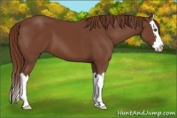 Horse Color:Chestnut Sabino Splash