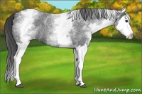 Horse Color:White Spotted Blue Roan Splash Appaloosa 