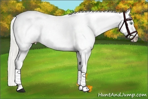 Horse Color:Gold Champagne Onyx Appaloosa and Gold Champagne Onyx Appaloosa