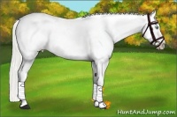 Horse Color:Gold Champagne Onyx Appaloosa and Gold Champagne Onyx Appaloosa