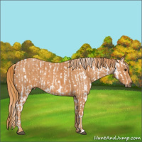 Horse Color:Bay Appaloosa  Brindle
