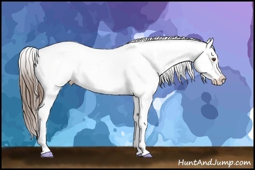 Horse Color:Bay Sabino Appaloosa  Brindle