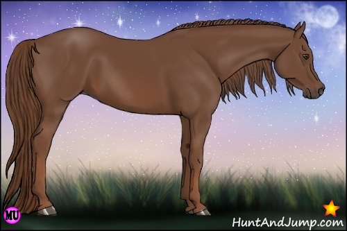 Horse Color:Chestnut 