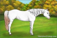 Horse Color:Bay Appaloosa  Brindle