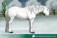 Horse Color:White Spotted Buckskin Sabino Appaloosa Brindle