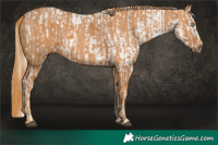 Horse Color:Red Dun Pearl Appaloosa  Brindle
