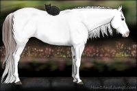 Horse Color:Bay Appaloosa  Brindle