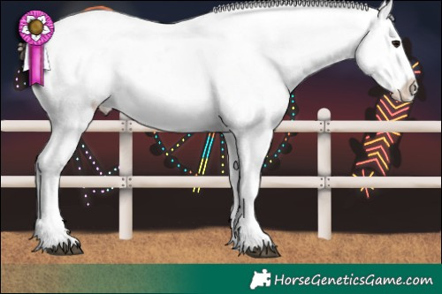 Horse Color:Brown Appaloosa  and Brown Appaloosa 