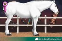 Horse Color:Brown Appaloosa and Brown Appaloosa