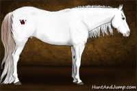 Horse Color:Chestnut Appaloosa  and Chestnut Appaloosa 