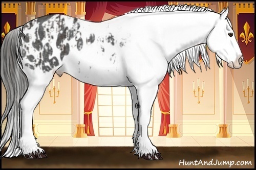 Horse Color:Liver Red Roan Appaloosa  and Liver Red Roan Appaloosa 