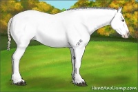 Horse Color:Chestnut Mushroom Snowflake Varnish  Brindle