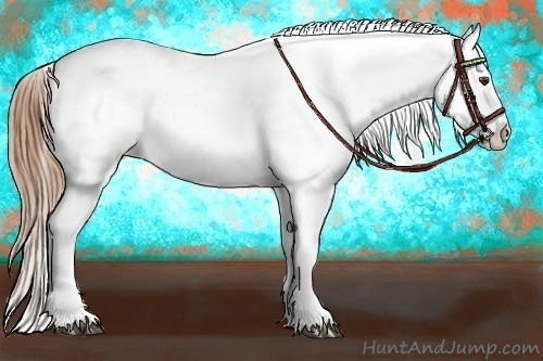 Horse Color:Chestnut Appaloosa and Chestnut Appaloosa