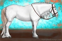 Horse Color:Chestnut Appaloosa and Chestnut Appaloosa