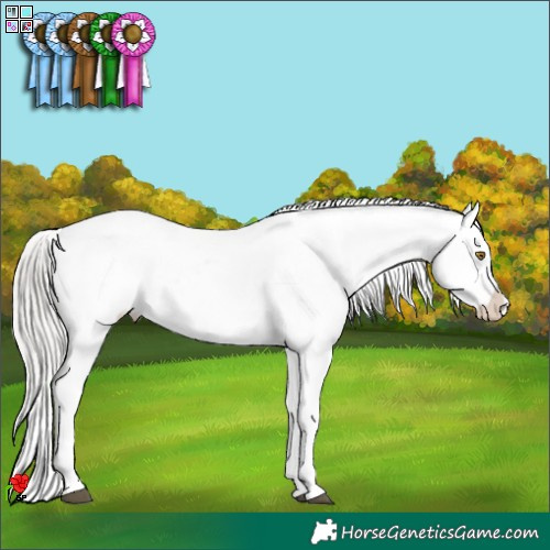 Horse Color:White Spotted Silver Brown Appaloosa  Brindle