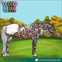 Horse Color:White Spotted Silver Brown Snowflake Varnish Brindle