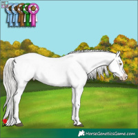 Horse Color:White Spotted Silver Brown Appaloosa Brindle
