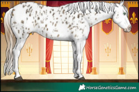 Horse Color:Buckskin Ice Dun Appaloosa and Buckskin Ice Dun Appaloosa