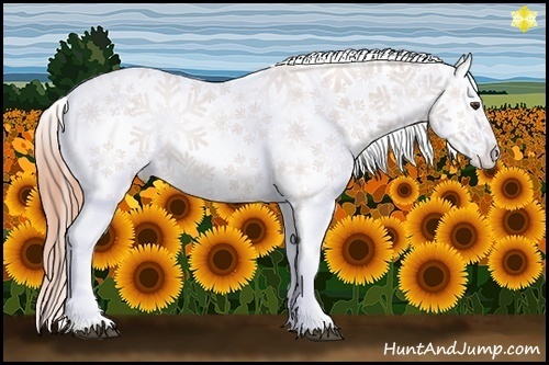 Horse Color:Chestnut Appaloosa  Brindle