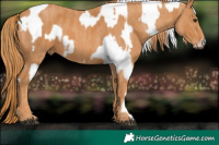 Horse Color:Plaid Brown Onyx Appaloosa Brindle