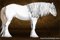 Horse Color:Chestnut Pearl Appaloosa and Chestnut Pearl Appaloosa