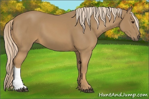 Horse Color:Palomino