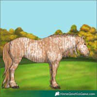 Horse Color:Brown Appaloosa Brindle