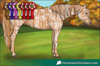 Horse Color:Red Dun Appaloosa Brindle