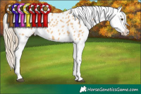 Horse Color:Red Dun Appaloosa  Brindle