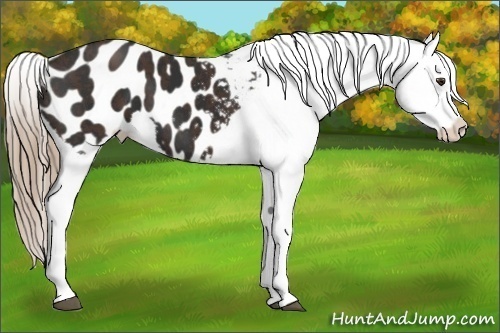 Horse Color:Liver Chestnut Appaloosa Brindle