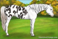 Horse Color:Liver Chestnut Appaloosa  Brindle